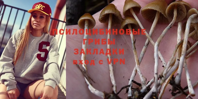 купить наркоту  Бежецк  Псилоцибиновые грибы Cubensis 